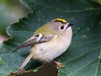 Regulus regulus 23, Goudhaan, Saxifraga-Bart Vastenhouw