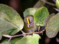 Regulus regulus 24, Goudhaan, Saxifraga-Bart Vastenhouw