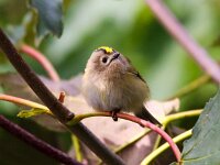 Regulus regulus 28, Goudhaan, Saxifraga-Bart Vastenhouw
