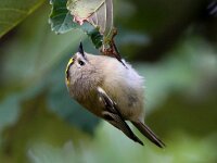 Regulus regulus 32, Goudhaan, Saxifraga-Bart Vastenhouw