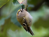 Regulus regulus 33, Goudhaan, Saxifraga-Bart Vastenhouw