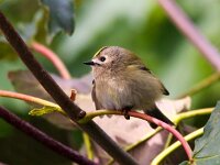 Regulus regulus 34, Goudhaan, Saxifraga-Bart Vastenhouw