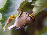 Regulus regulus 37, Goudhaan, Saxifraga-Bart Vastenhouw