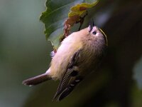Regulus regulus 38, Goudhaan, Saxifraga-Bart Vastenhouw