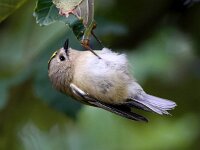Regulus regulus 40, Goudhaan, Saxifraga-Bart Vastenhouw