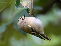 Regulus regulus 41, Goudhaan, Saxifraga-Bart Vastenhouw