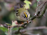 Regulus regulus 44, Goudhaan, Saxifraga-Bart Vastenhouw