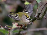 Regulus regulus 46, Goudhaan, Saxifraga-Bart Vastenhouw