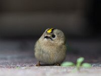 Regulus regulus 48, Goudhaan, Saxifraga-Dirk Hilbers