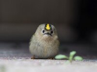 Regulus regulus 50, Goudhaan, Saxifraga-Dirk Hilbers