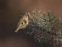 Regulus regulus 8, Goudhaan, Saxifraga-Luc Hoogenstein