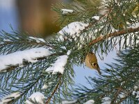 Regulus regulus 98, Goudhaan, Saxifraga-Tom Heijnen
