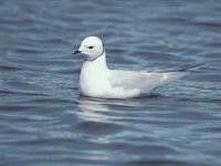 Rhodostethis rosea 3, Ross´ meeuw, summer plumage, Saxifraga-Piet Munsterman