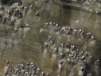 Rissa tridactyla 10, Drieteenmeeuw, Saxifraga-Rob Felix : Animalia, Aves, Chordata, animal, bird, dier, dieren, gewervelde dieren, vertebraat, vertebrate, vogel, vogels