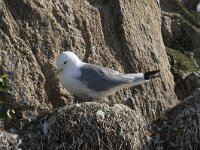 Rissa tridactyla 100, Drieteenmeeuw, Saxifraga-Willem van Kruijsbergen
