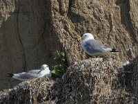 Rissa tridactyla 101, Drieteenmeeuw, Saxifraga-Willem van Kruijsbergen