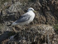 Rissa tridactyla 103, Drieteenmeeuw, Saxifraga-Willem van Kruijsbergen