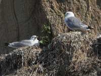 Rissa tridactyla 104, Drieteenmeeuw, Saxifraga-Willem van Kruijsbergen