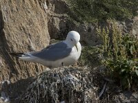 Rissa tridactyla 106, Drieteenmeeuw, Saxifraga-Willem van Kruijsbergen
