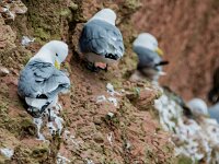 Rissa tridactyla 108, Drieteenmeeuw, adult, Saxifraga-Theo Verstrael