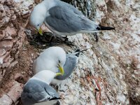 Rissa tridactyla 109, Drieteenmeeuw, adult, Saxifraga-Theo Verstrael