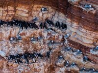 Rissa tridactyla 110, Drieteenmeeuw, adult, Saxifraga-Theo Verstrael