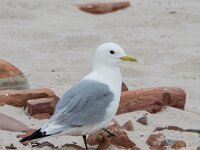 Rissa tridactyla 113, Drieteenmeeuw, adult, Saxifraga-Theo Verstrael