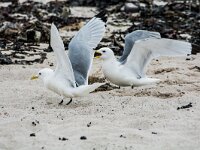 Rissa tridactyla 115, Drieteenmeeuw, adult, Saxifraga-Theo Verstrael