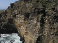 Rissa tridactyla 12, Drieteenmeeuw, Saxifraga-Rob Felix : Animalia, Aves, Chordata, animal, bird, dier, dieren, gewervelde dieren, vertebraat, vertebrate, vogel, vogels