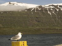 Rissa tridactyla 14, Drieteenmeeuw, Saxifraga-Rob Felix : Animalia, Aves, Chordata, animal, bird, dier, dieren, gewervelde dieren, vertebraat, vertebrate, vogel, vogels