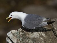 Rissa tridactyla 16, Drieteenmeeuw, Saxifraga-Luc Hoogenstein