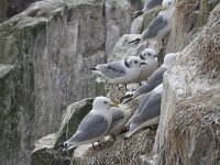 Rissa tridactyla 17, Drieteenmeeuw, Saxifraga-Kees van Berkel