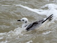 Rissa tridactyla 19, Drieteenmeeuw, Saxifraga-Rik Kruit