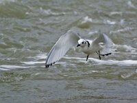 Rissa tridactyla 20, Drieteenmeeuw, Saxifraga-Rik Kruit