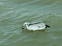 Rissa tridactyla 25, Drieteenmeeuw, juvenile, Saxifraga-Piet Munsterman