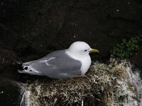 Rissa tridactyla 27, Drieteenmeeuw, Saxifraga-Harry van Oosterhout