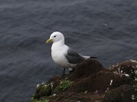 Rissa tridactyla 29, Drieteenmeeuw, Saxifraga-Harry van Oosterhout