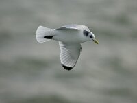 Rissa tridactyla 3, Drieteenmeeuw, adult, Saxifraga-Piet Munsterman