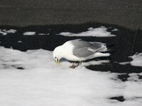 Rissa tridactyla 33, Drieteenmeeuw, Saxifraga-Bart Vastenhouw