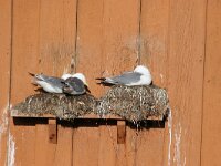 Rissa tridactyla 34, Drieteenmeeuw, Saxifraga-Bart Vastenhouw