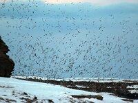 Rissa tridactyla 37, Drieteenmeeuw, Saxifraga-Bart Vastenhouw