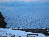 Rissa tridactyla 38, Drieteenmeeuw, Saxifraga-Bart Vastenhouw