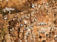 Rissa tridactyla 39, Drieteenmeeuw, Saxifraga-Bart Vastenhouw