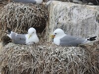 Rissa tridactyla 40, Drieteenmeeuw, Saxifraga-Bart Vastenhouw