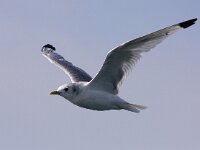 Rissa tridactyla 41, Drieteenmeeuw, Saxifraga-Bart Vastenhouw