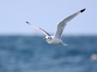 Rissa tridactyla 42, Drieteenmeeuw, Saxifraga-Bart Vastenhouw