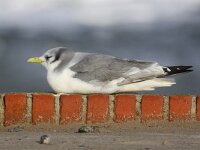 Rissa tridactyla 43, Drieteenmeeuw, Saxifraga-Bart Vastenhouw