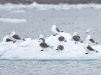 Rissa tridactyla 48, Drieteenmeeuw, Saxifraga-Bart Vastenhouw