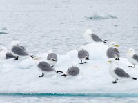 Rissa tridactyla 49, Drieteenmeeuw, Saxifraga-Bart Vastenhouw