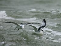 Rissa tridactyla 6, Drieteenmeeuw, juvenile, Saxifraga-Piet Munsterman